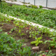 rows of vegetables growing in a high tunnel