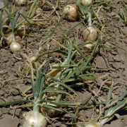 onions with tops lie on top of soil