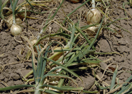 onions with tops lie on top of soil