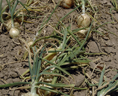 onions with tops lie on top of soil