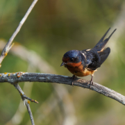 A bird sits on a tree branch