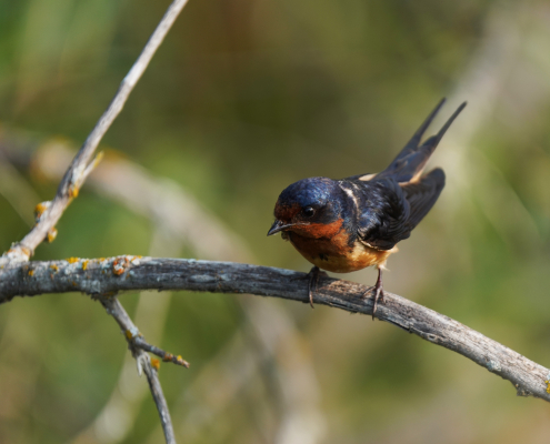 A bird sits on a tree branch