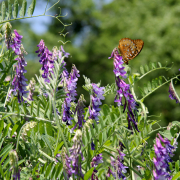 butterfly on cluster of purple vetch flowers