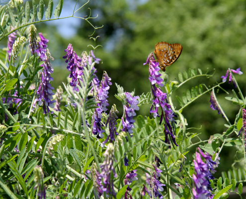 butterfly on cluster of purple vetch flowers