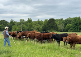 a man holding a grazing stick looks at beef cattle standing behind an electric fence in a green field with trees behind