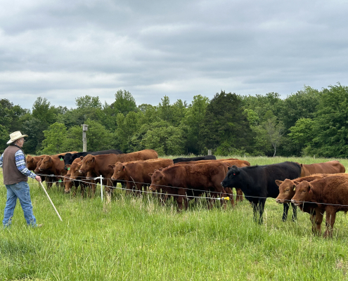 a man holding a grazing stick looks at beef cattle standing behind an electric fence in a green field with trees behind