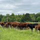 a man holding a grazing stick looks at beef cattle standing behind an electric fence in a green field with trees behind