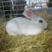white rabbit on straw bedding in a wire cage