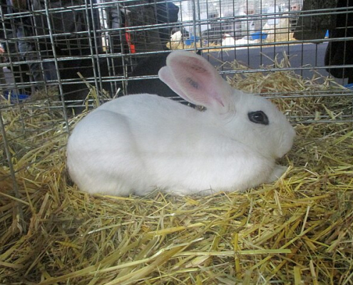 white rabbit on straw bedding in a wire cage