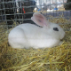 white rabbit on straw bedding in a wire cage