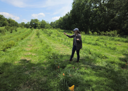 a person points across a meadow with rows of tree and shrub seedlings among the grass