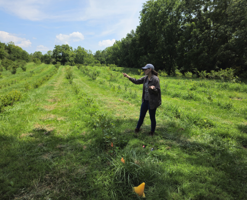 a person points across a meadow with rows of tree and shrub seedlings among the grass