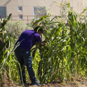 A student researcher examines tall stalks of corn growing.
