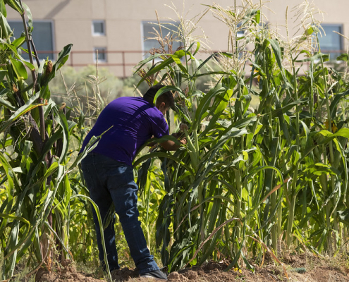 A student researcher examines tall stalks of corn growing.
