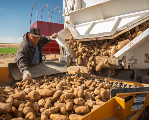 A person watches potatoes emptying from a truck into a bin outdoors