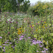 field of mixed flowers with trees in background