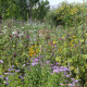 field of mixed flowers with trees in background