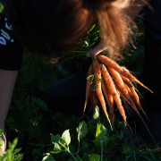 Person bent over harvesting carrots, holding bunch of carrots in one hand.