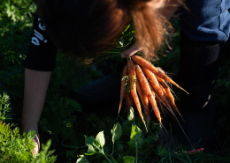 Person bent over harvesting carrots, holding bunch of carrots in one hand.