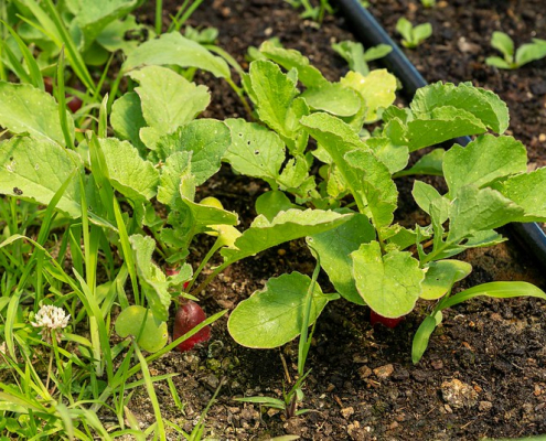 radish plants growing in soil with irrigation line visible