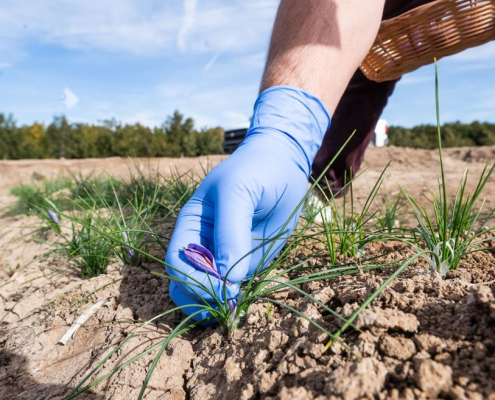 A gloved hand picking small purple saffron flowers from a field.