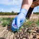 A gloved hand picking small purple saffron flowers from a field.