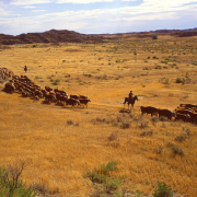 horseback riders move a herd of cattle along a road in an arid rangeland landscape