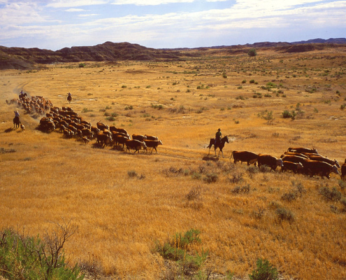 horseback riders move a herd of cattle along a road in an arid rangeland landscape