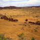 horseback riders move a herd of cattle along a road in an arid rangeland landscape