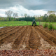 raised beds of soil with a person on a tractor going away at the far end, in front of farm field and forest landscape.