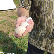hand holding three eggs