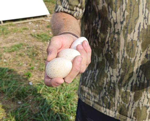 hand holding three eggs