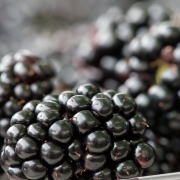 closeup of blackberries