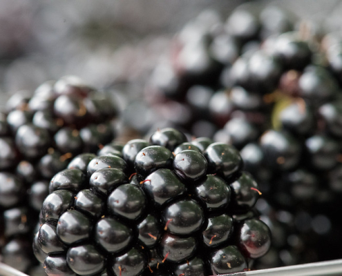 closeup of blackberries