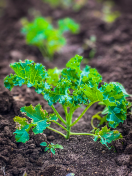Multiple vegetables at the same stage of growth