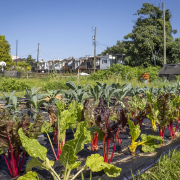 rows of chard and kale grow in an urban setting