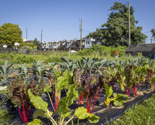 rows of chard and kale grow in an urban setting