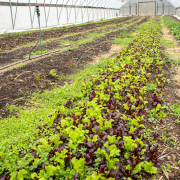 lettuce and spinach grow in rows in a long high tunnel