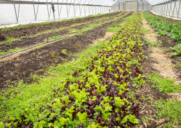 lettuce and spinach grow in rows in a long high tunnel