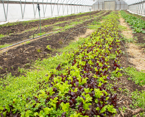 lettuce and spinach grow in rows in a long high tunnel