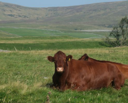 red cattle lie in a grassy field