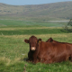 red cattle lie in a grassy field