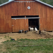 goats and kids in front of an open barn door