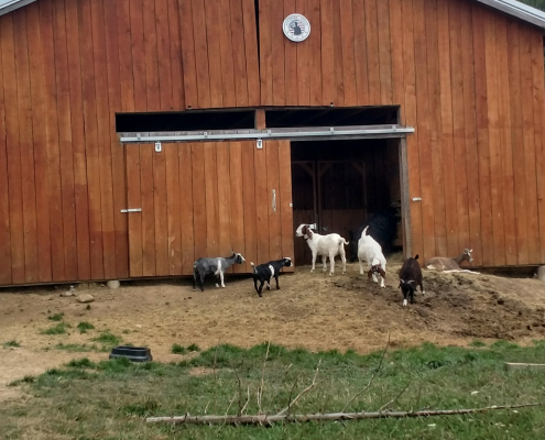 goats and kids in front of an open barn door
