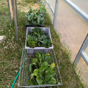 crates of bok choy sit next to a high tunnel wall