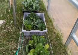 crates of bok choy sit next to a high tunnel wall