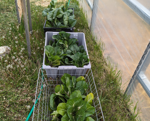 crates of bok choy sit next to a high tunnel wall