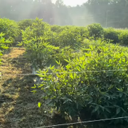 Roselle plants growing outdoors