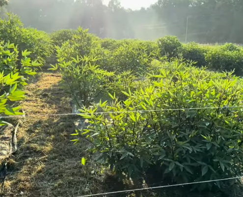 Roselle plants growing outdoors