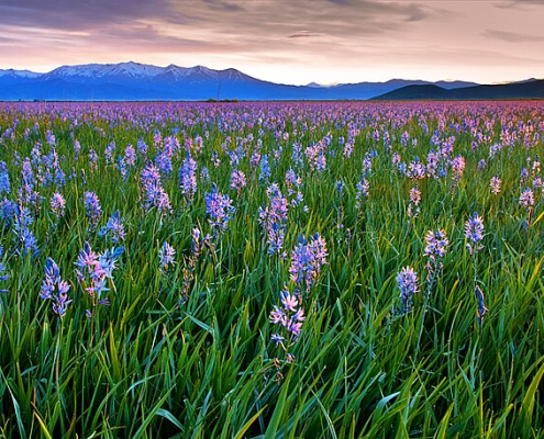 a meadow of blooming blue camas at sunrise with mountains in the background
